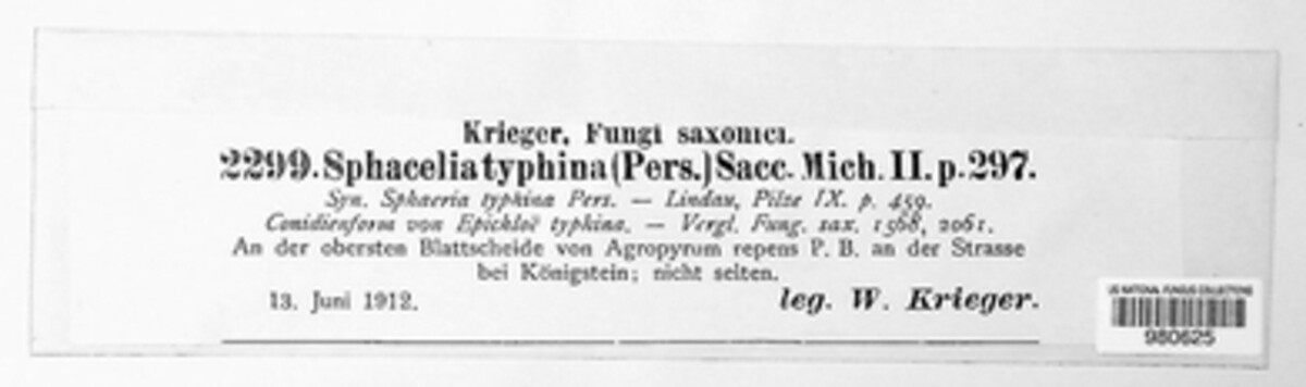 Epichloe typhina image